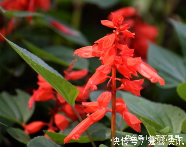 此花，成串，是炮仗不是爆竹，爆盆窜成鲜花海洋，教你养花