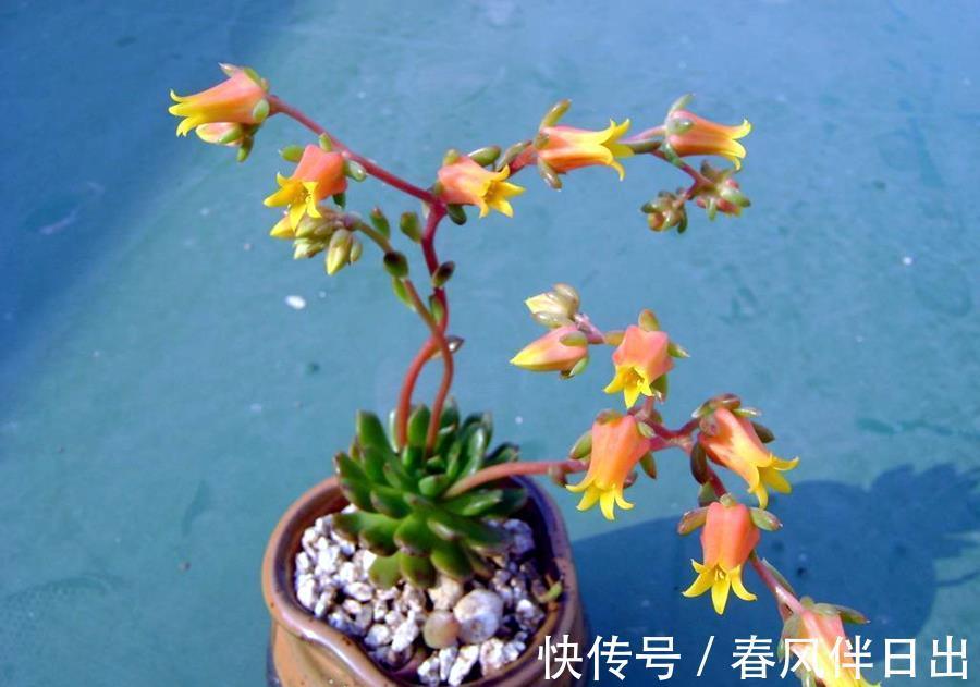 植株|多肉开花怎么办,花开完了怎么处理