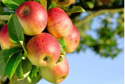 柠檬水|减肥时,早上“空腹”吃这4种食物,瘦肚子体重悄悄下降!