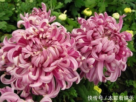 此花|此花是富贵之花,象征着大富大贵,花开似天鹅绒球,绚丽多姿!