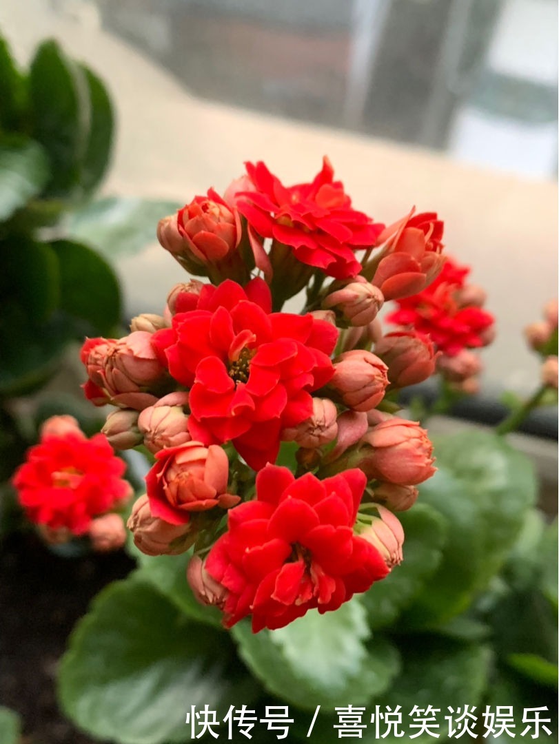 花花|长寿花现在还不冒花苞,赶紧用个“狠招”,很快就开花爆盆