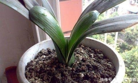 排水性|君子兰都是施肥施死的？牢记这4点，君子兰花开爆盆