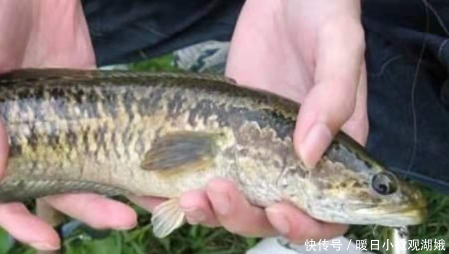 钓法|难道这才是黑鱼一次次上钩的原因?果断尝试这新钓法,彻底服了