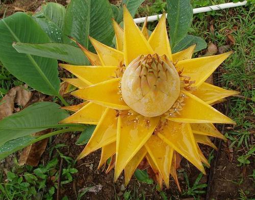 老花农都爱养的四大辟邪花卉,养一盆避邪镇宅,你家养了没