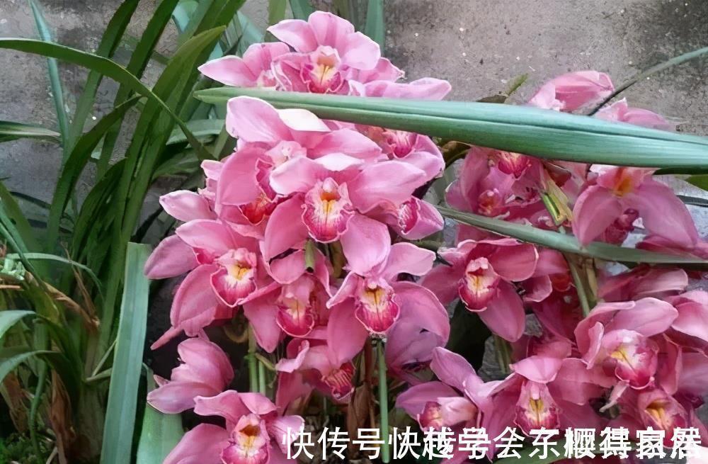 家里养了3种花，一盆接着一盆买，根本控制不住，是你吗？