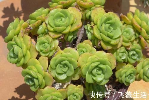 颜色|5种很常见的多肉,由于颜色金贵皮实好养,受到花友的热烈追捧
