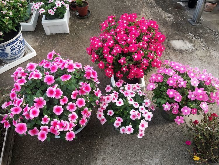 “高端玫瑰”女人香气，花姿性感，美艳多娇，非常值得拥有