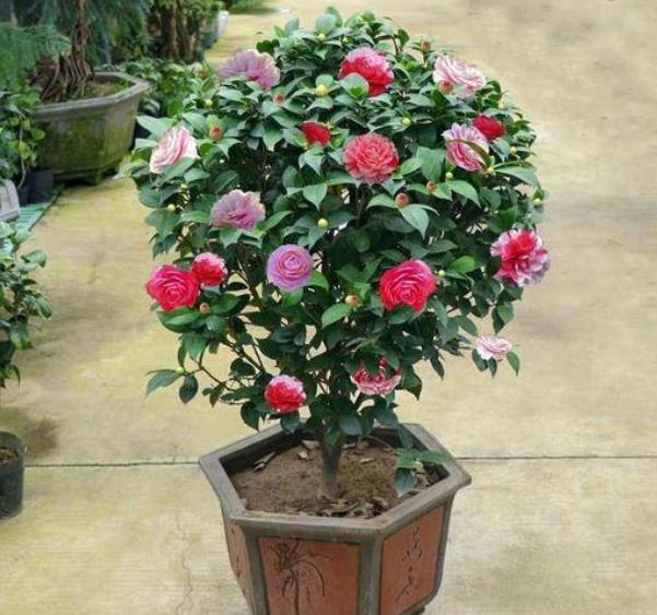 新手花友11月逛花市，6种花再喜欢也别买，带回家养不好浪费钱