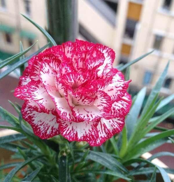 喜欢菊花,不如养盆“菊中精品”鳞托菊,似鱼儿遨游,实属珍品