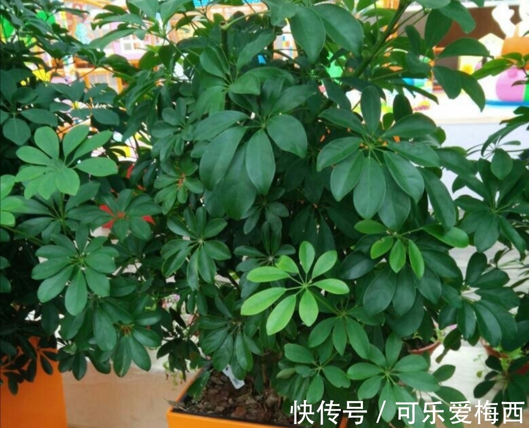 养鸭脚木，冬天4件事别做错，不然长不旺，还容易冻坏！