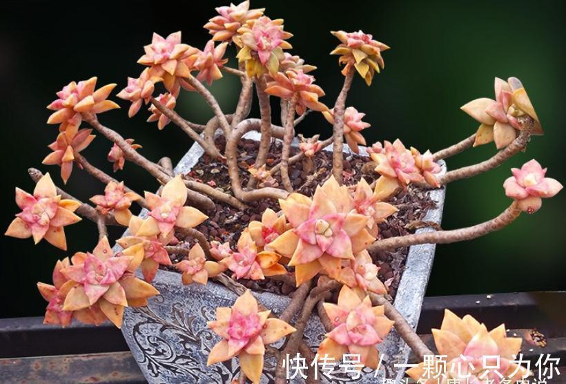 布丁|橙色恋人——叶形像胧月,颜色像布丁的多肉,我觉得你多半没养过