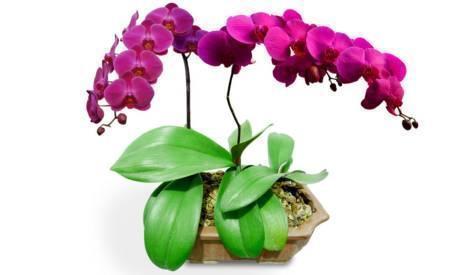 最全的兰花大鉴赏,看看你都见过几种兰花!