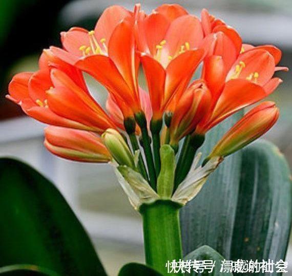 君子兰浇水，掐准“时间”，不早不晚“刚刚好”，养出肥厚好叶片