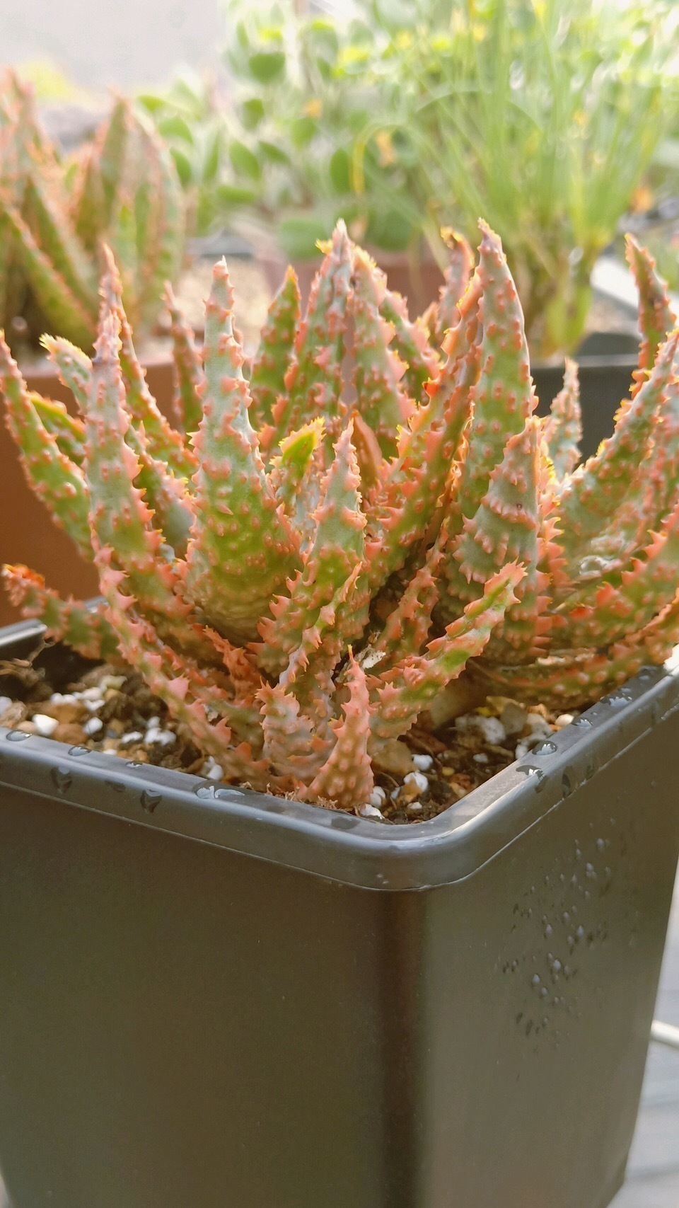 三伏天养花,6个“坏毛病”戒掉,植物安全度夏,越长越旺盛