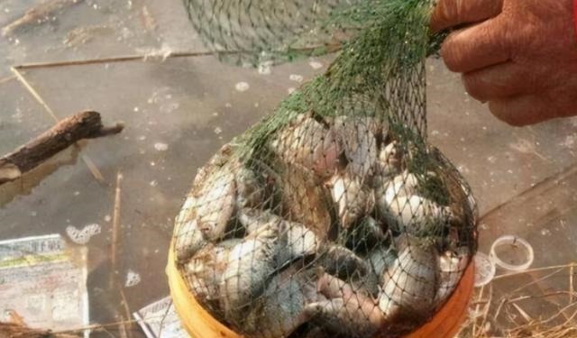 千辛万苦找饵料,你却不知这特效饵,大鲫鱼一见就狂咬,特过瘾