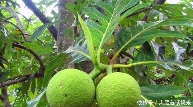 非洲人连饭都吃不上,为啥不去种地?看地上长得是什么就能明白了