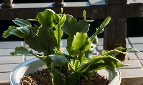 根壮|5种喜欢喝“醋”的花草,浇水时加点“醋”,根壮叶绿、不怕黄叶