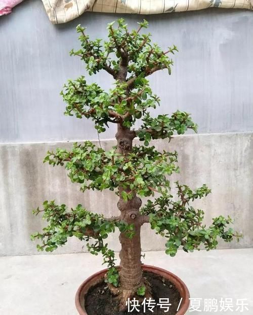 光照|养金枝玉叶要“有耐心”,知道这个小技巧,2年养成高颜值老桩