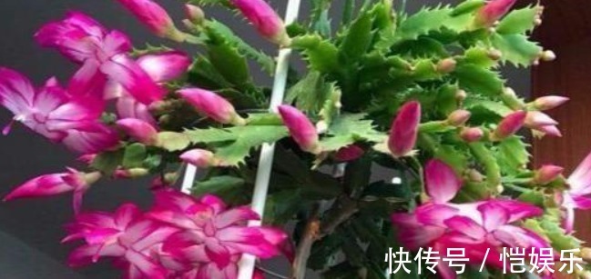 蟹爪兰开花不断的妙招,盆里用个“它”,花苞呼呼冒,开的特别多