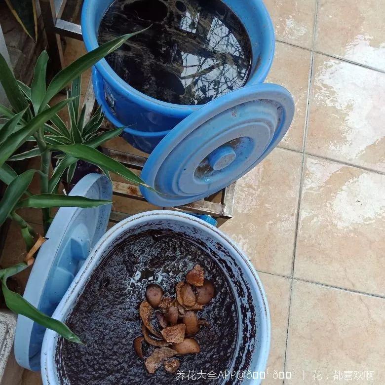 盆土硬成大疙瘩,浇点松土剂,立马软得像发糕!