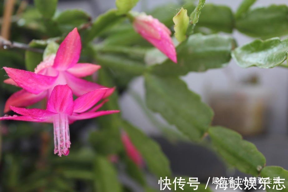 叶片|9月做件事,唤醒蟹爪兰,10月2方法,开花爆满盆