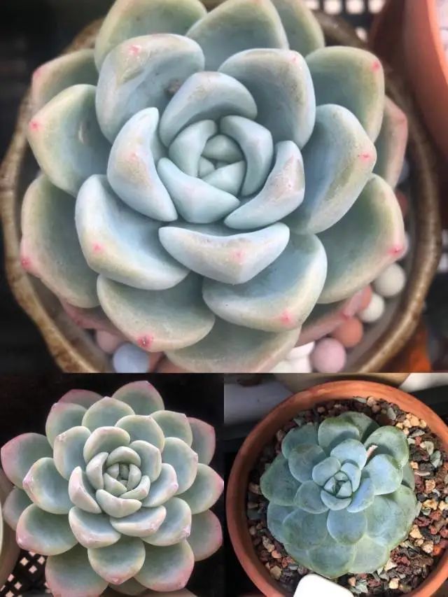 养成一个爱好的重要性和一个养肉人的日常！