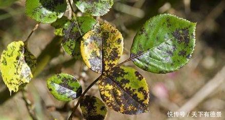 叶片|月季养不活?教你避开种死月季的五个陷阱,不走弯路做月季大神