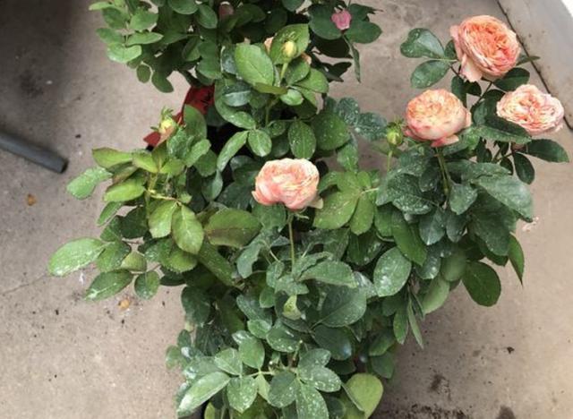 天后|月季花朵变小记得将“3步”做好,20天后花朵“拳头大”,漂亮