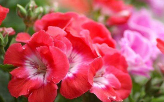 直射光|农历5月初9开始,最适合养这些花,花期一到开不停歇,疯长不停