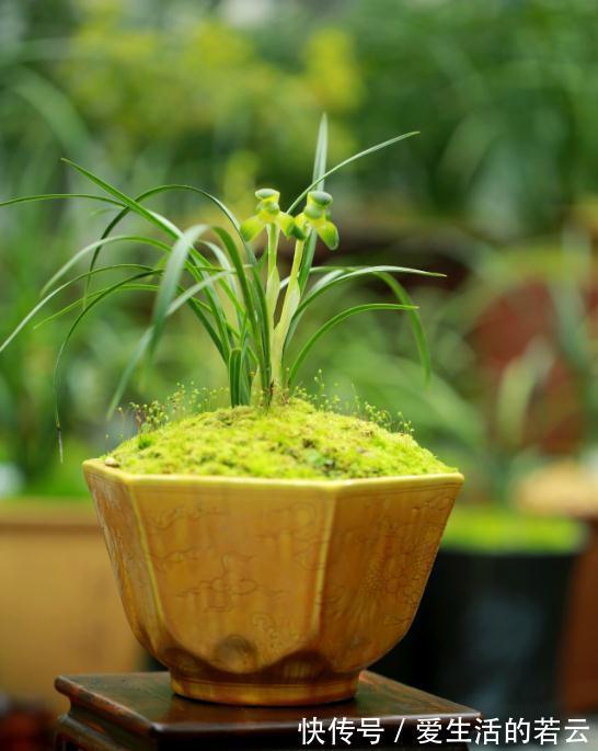 氮肥|兰花枯黄别担心,从这2个方面入手,轻松解决黄叶病!