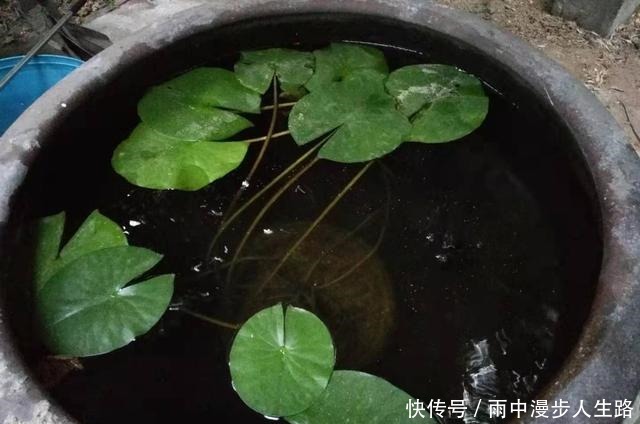 饲养|又到了室外养鱼季节,什么观赏鱼可室外养,为什么赞成室外养鱼