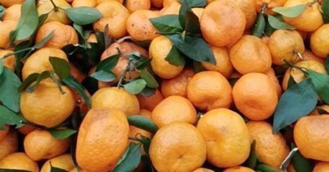 脐部|爱吃橘子的注意了,这点要知道,学会的人从不吃亏,告诉身边人吧