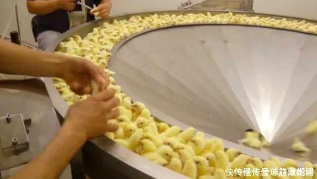 养鸡场|炸鸡店从不断货，这么多“鸡翅”哪来的？看完答案后：心疼小鸡！