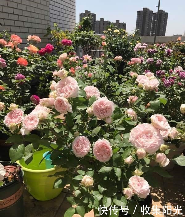 5月养月季,“一剪二施三喷”,月季积累“能量”,持续开爆花!