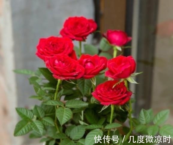 新手|几款花好养又漂亮,一养就上瘾,对待新手很友好