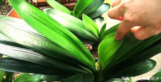 生长期|夏天养君子兰,发出“三信号”还在生长期,补充水肥绽放层叠群花