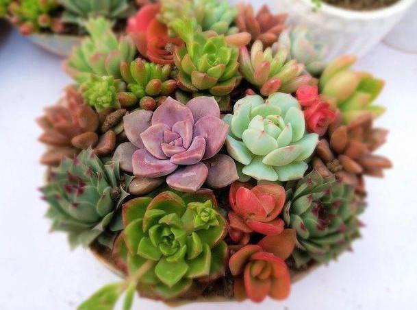 花艳叶绿|想要花卉养的好，学会关键1招，不黄叶不生虫，年年开花不断，赞