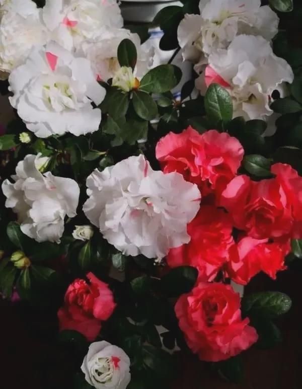 有暖气的地方，我建议你在室内养这6种花，整个冬季天天有花赏