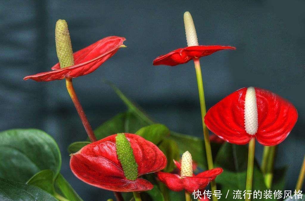 红掌|偶尔让红掌“吃吃醋”也是好事,叶儿大、花儿肥,冬天长得好