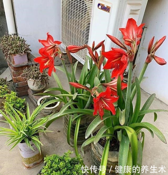 不敢用淘米水了,浇完花就死,土里都是虫!不敢用淘米水了,浇完花就死,土里都是虫!