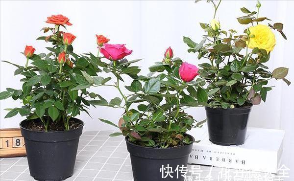 值得入手的6款月季花，花型标准花期长，漂亮又好养，阳台也能种