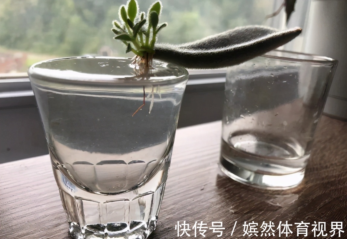 扦插讨喜的多肉，事前事后这么操作，成活率高很多
