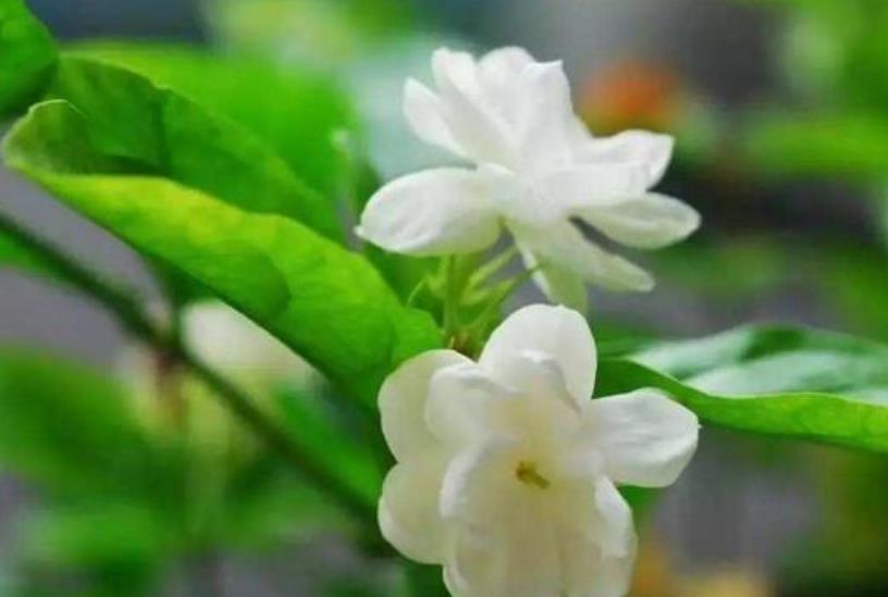 茉莉花还不开花赶紧做这一步,开花多一倍,满屋飘香