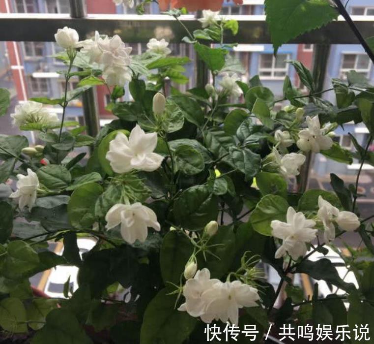 磷酸二氢钾|茉莉花还不开花赶紧做这一步,开花多一倍,满屋飘香