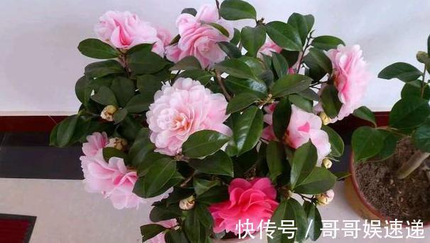 养殖茶花，盆栽里放上它们，保管枝叶繁茂长爆盆、嗖嗖窜花
