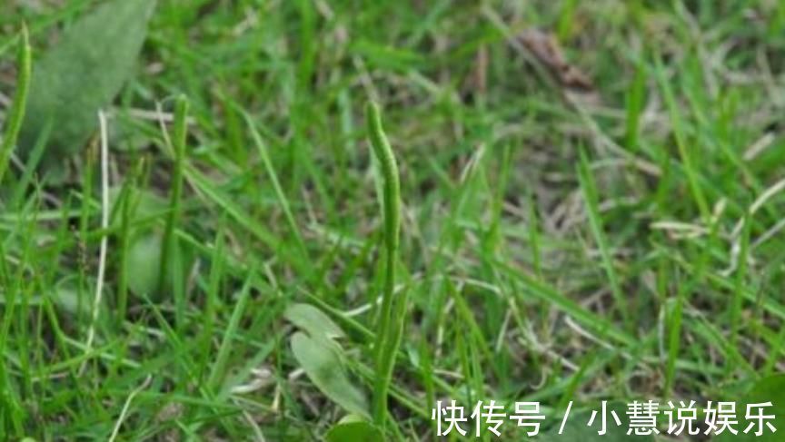极品|此物俗称“一支箭”,是极品中药,一斤能卖600元,可惜少有人懂