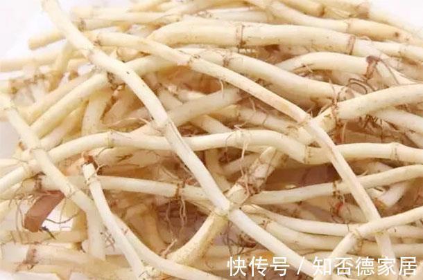 鱼腥草|天然的养肺食物，每天换着吃，一段时间后，肺会感谢你