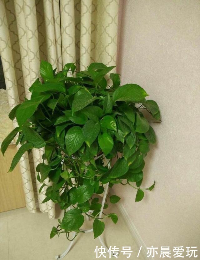 枝叶茂盛|绿萝过冬“三要点”,顺利过冬,枝叶茂盛,越长越旺