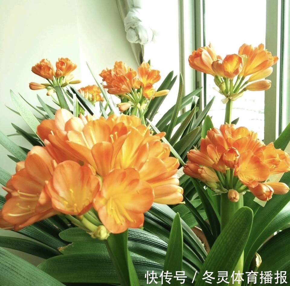 她养君子兰有3个“秘诀”，开春长满“花包子”，阳台变花园