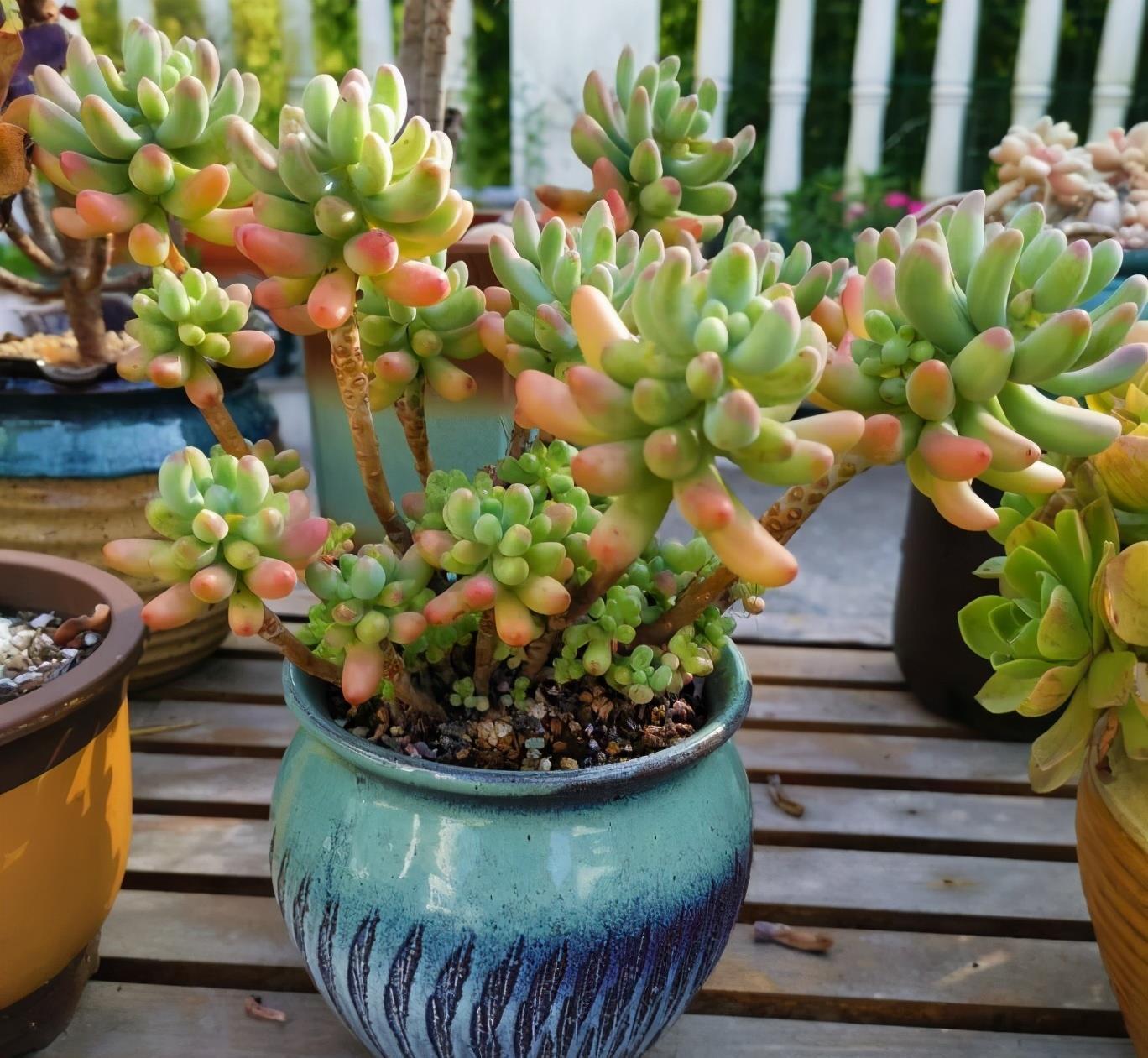 多肉植物度夏,有3招,到了秋天就变美,颜值更高了